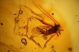 Detailed Fossil Barklouse (Psocoptera) In Baltic Amber #139061-1